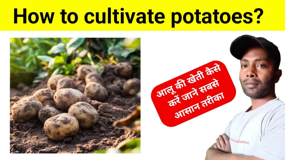 How to cultivate potatoes?: आलू की खेती कैसे करें जाने सबसे आसान तरीका